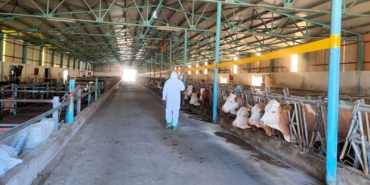Hayvancılık İşletmeleri Kapasite Belirleme Ve TÜRKVET’e Kayıt Çalışmaları Devam Ediyor