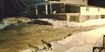Hekimhan’da Vaşak Ailesi Güvenlik Kamerasına Yansıdı