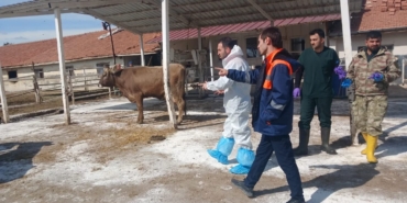 Akçadağ’da TİGEM Sultansuyu İşletmesi’nde Şap Hastalığı Alarmı