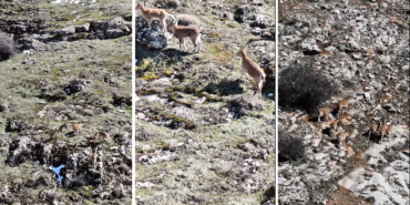 Beydağı’ndaki Dağ Keçileri Malatya’nın Doğal Zenginliğini Gözler Önüne Serdi