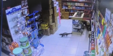 Dilek Mahallesi’nde sansar markete girdi, Paşa kovalamaya başladı