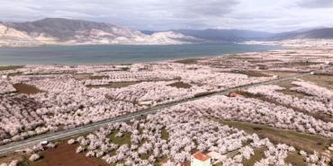 Kayısıda Don Değil Yağış Riski: Çiçek Döneminde Kritik Uyarılar