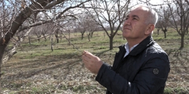Malatya’da Kayısıda Rekolte Beklentisi 60-70 Bin Ton