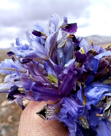 Nevruz Çiçekleri İle Darende Dağları Renk Cümbüşüne Büründü