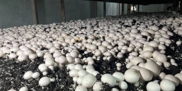 Malatya’da Alternatif Tarım Atağı: Ayda 15 Ton Mantar Üretiliyor