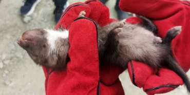 Doğanşehir’de Annesini Kaybeden Yavru Sansar Koruma Altına Alındı