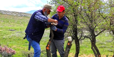 Yaban Ağaçları Aşıyla Meyveye Dönüştürülüyor