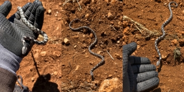 Gel Pisi Pisi” Dedi, Yavru Engerekle Oynadı