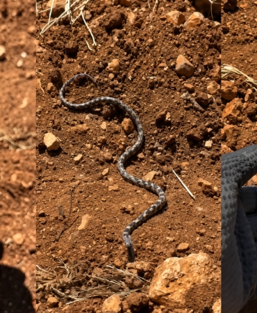 Gel Pisi Pisi” Dedi, Yavru Engerekle Oynadı