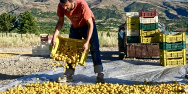 Kayısı Üreticisinin Feryadı: “Kazanan Hep Başkası”