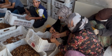 Kayısı üreticisi isyan etti: “225 liraya ürün satmak, üreticiyi bitirir”