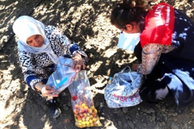 Malatya’da Kayısıda Pestisit Denetimi: 16 Üreticiye Hasat Geciktirme Tedbiri