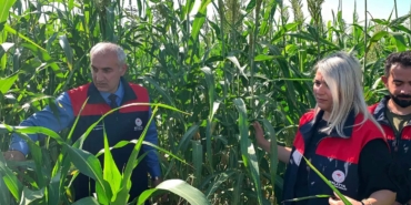 Malatya'da alternatif yem bitkisi projesi üreticilere örnek oluyor