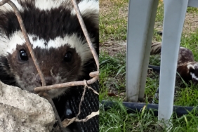 Bahçesine Gelen Sürpriz Misafirle Göz Göze Geldi