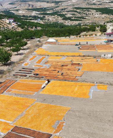 Malatya’da Hasat Bitti, Kurşunlu’da Yeni Başladı
