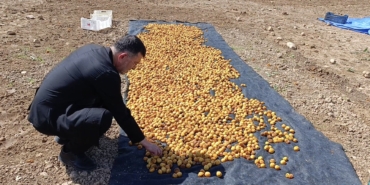 Milletvekili Ağbaba Sel Bölgesinde: “Yaklaşık 200 Tonluk Zarar Var”
