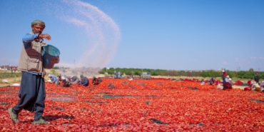 350 Dekarda Üretiliyor, 50 Dekarda Kurutuluyor
