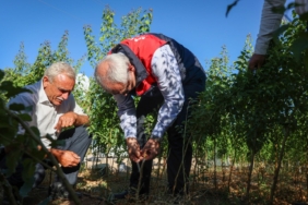 Malatya’da Yılda 850 Bin Sertifikalı Fidan Üretiliyor