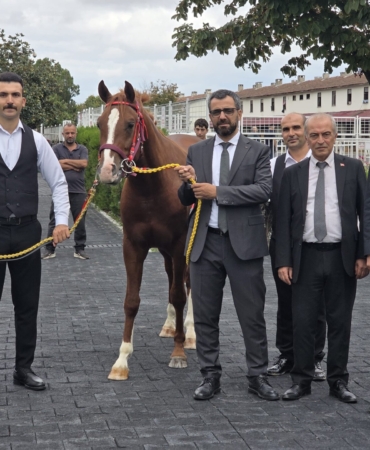 Veliefendi’de Sultansuyu Tayları İçin Milyonlar Yarıştı