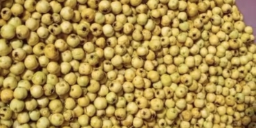 Darende’de Alıçlar Kışlık Marmelata Dönüşüyor