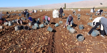 Darende’de Patates Bereketi: 20 Bin Ton Rekolte Bekleniyor
