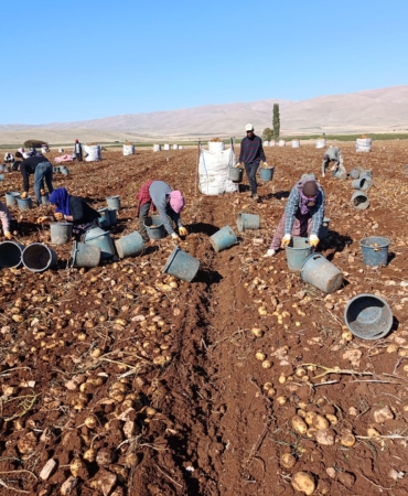 Darende’de Patates Bereketi: 20 Bin Ton Rekolte Bekleniyor