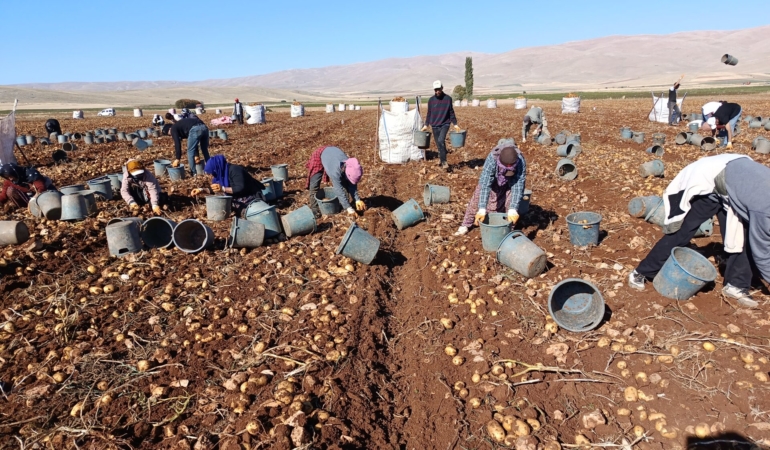 Darende’de Patates Bereketi: 20 Bin Ton Rekolte Bekleniyor
