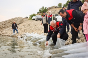 Malatya’da 1 Milyon 300 Bin Sazan Yavrusu Suya Bırakıldı