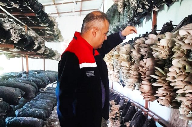 Malatya’da Mantar Üretim Tesisleri Mercek Altında: Hastalık ve Zararlıya Rastlanmadı